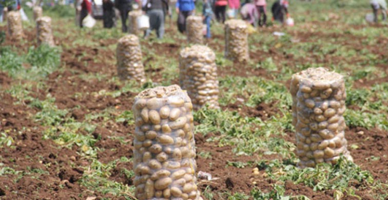 AKP’nin tarım politikası: Patatesten gıda krizine
