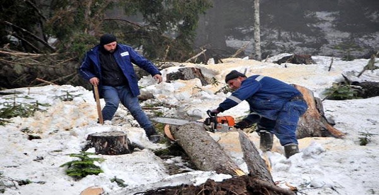 Cerattepe’de imza atmayan mühendislere Orman Genel Müdürlüğü’nden soruşturma