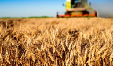 Buğday krizi: Türkiye’de durum, nedenler, sonuçlar – Politeknik